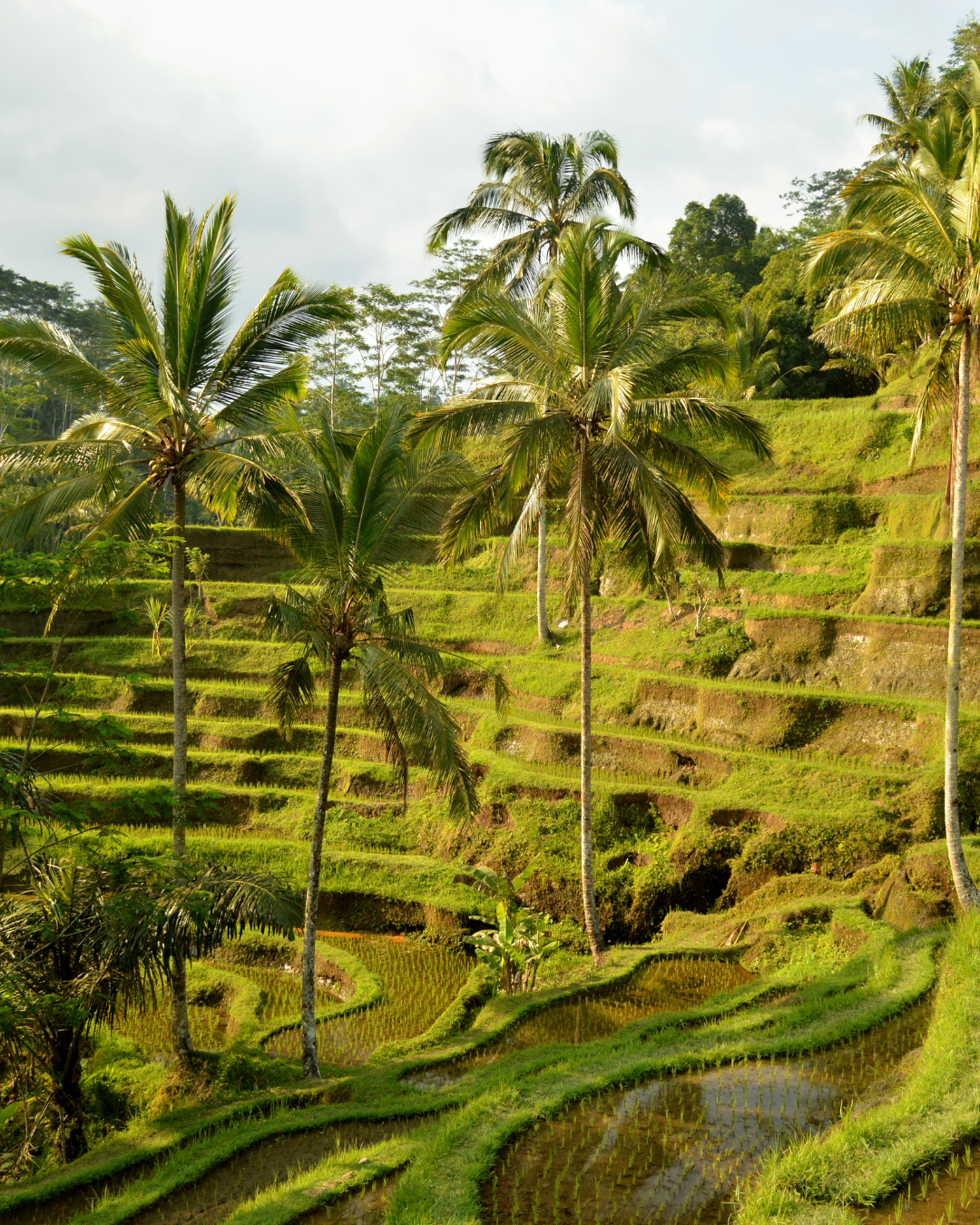 Tegallalang Rice Terrace